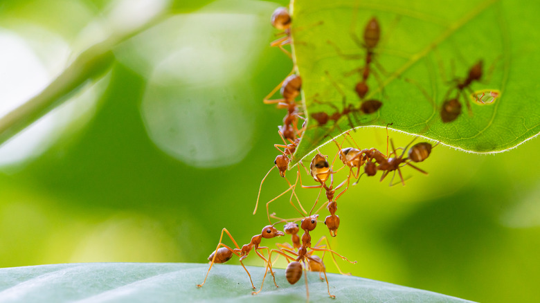 Ants on leaf