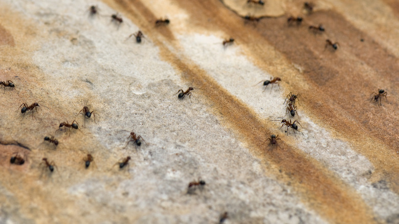 carpenter ants scurrying 