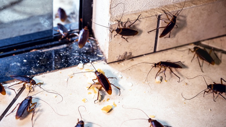 cockroaches near glass door 