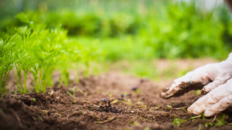 gloved hand working in soil