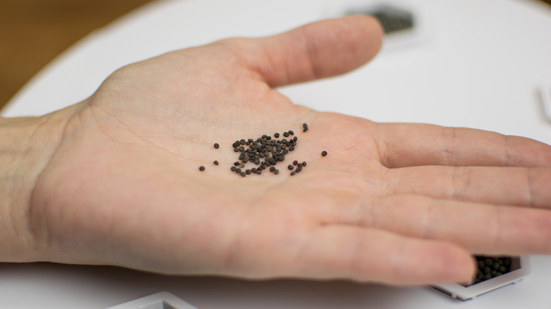 small seeds in person's palm