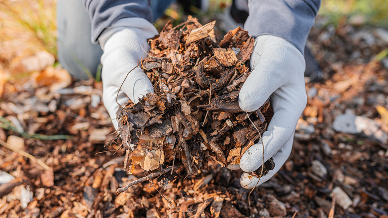 gardener holding mulched leaves