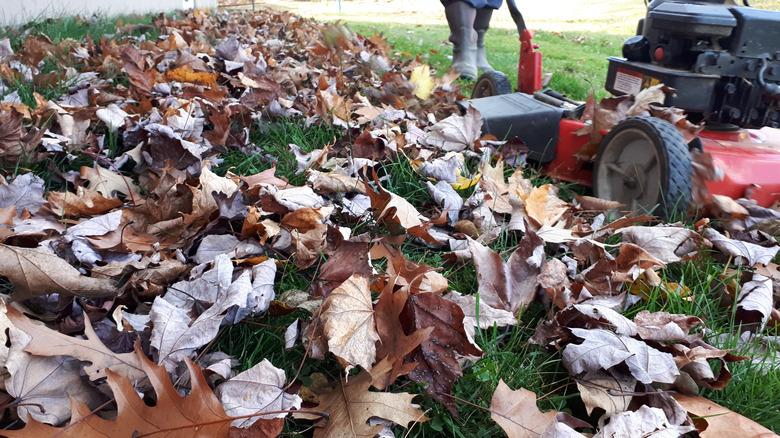 mowing leaves on lawn