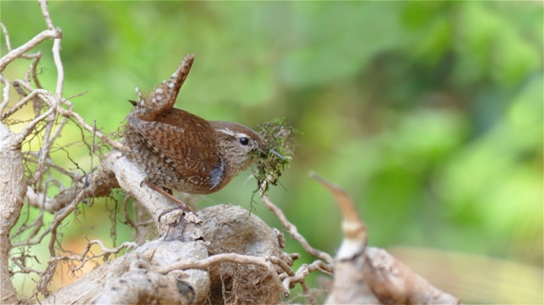 Bird building nest