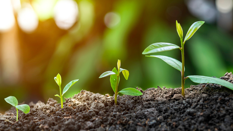 Succession of seedlings