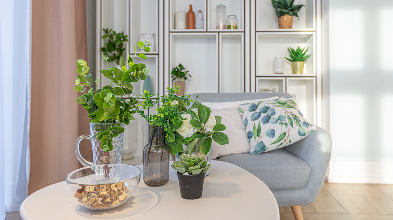 plants in living room