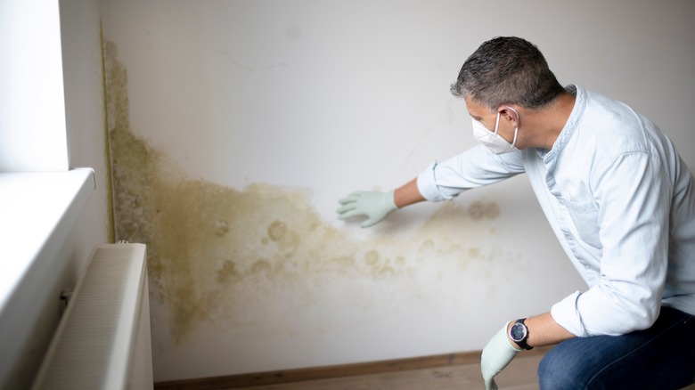 man checking mold damaged wall