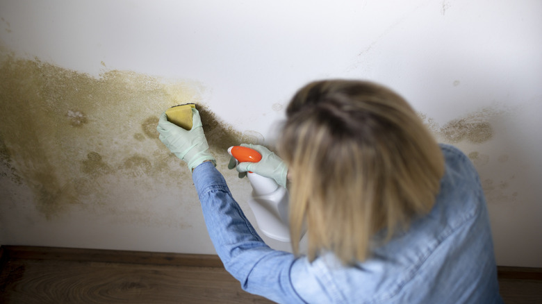 woman cleaning mold from wall