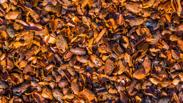 cocoa shell mulch