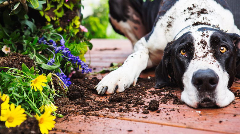 dog after digging in garden