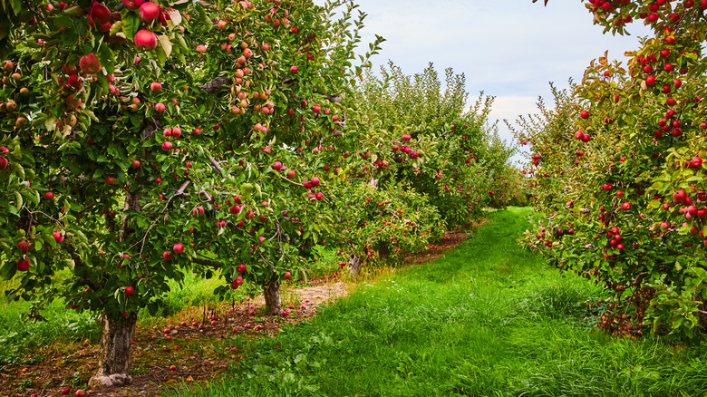 An apple tree orchard on a cloudy day