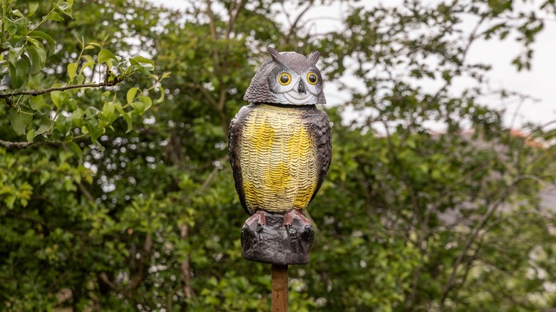 A fake owl sits near some trees