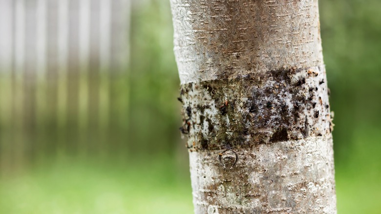 A sticky trap attached to a fruit tree