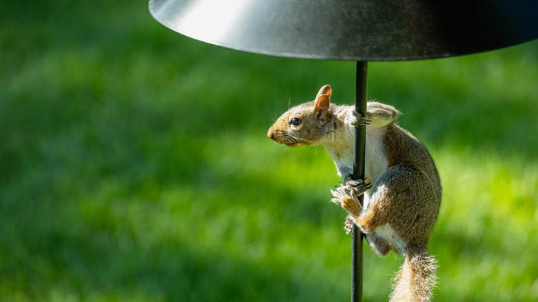 Squirrel blocked by a baffle