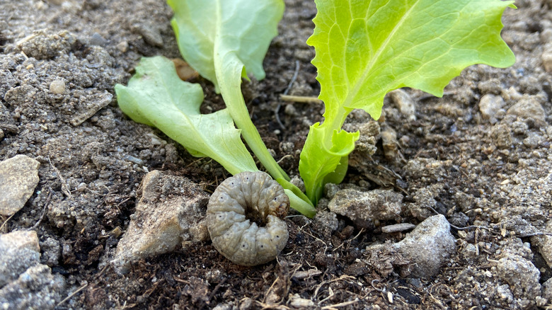 cutworm curling around a plant