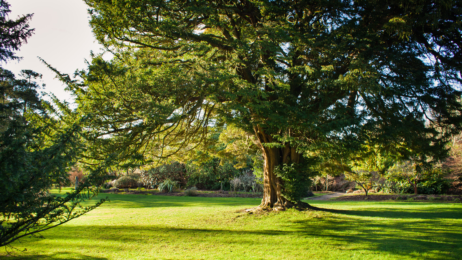 Why You Should Plant A Yew Tree In Your Backyard