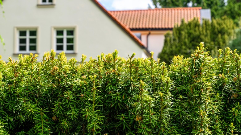 Yew hedges