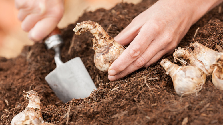 planting daffodil bulbs