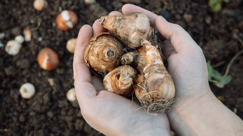 hands holding daffodil bulbs