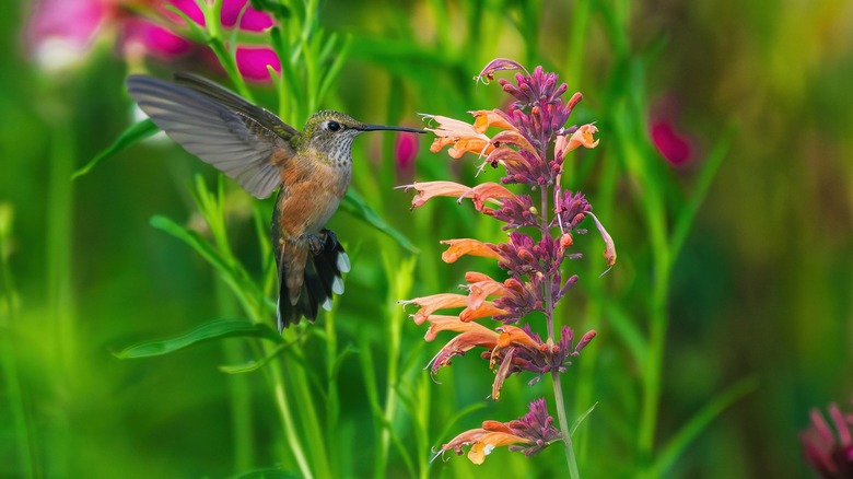 Hummingbird with agastache plant