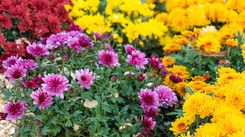 different colored mums