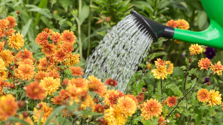 watering mums in garden