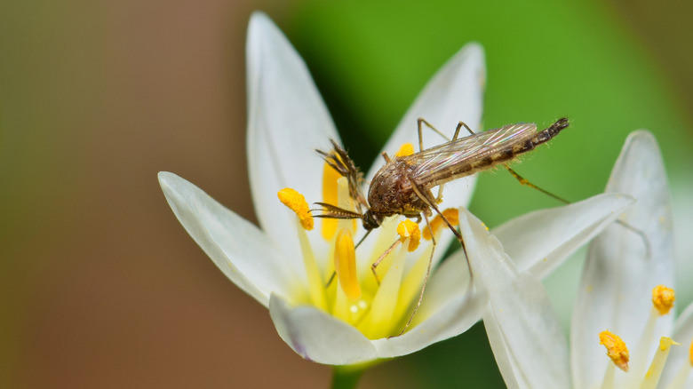 Mosquito on flower