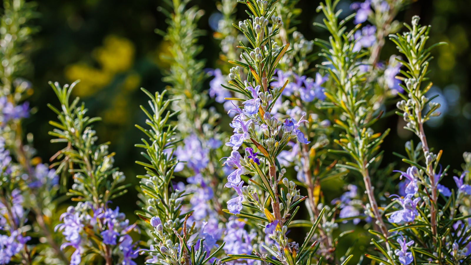 why-you-should-plant-rosemary-near-your-garden-gate