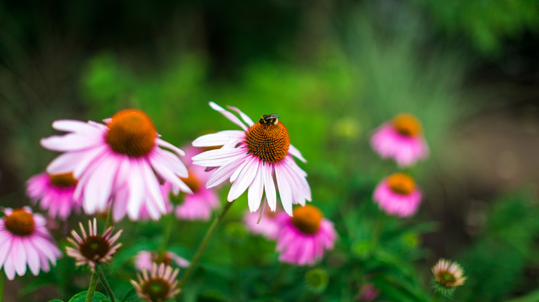 Bee pollinating flower