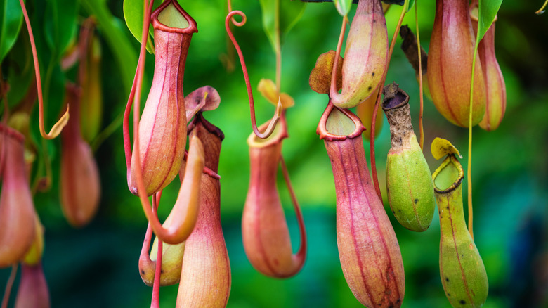 carnivorous pitcher plants