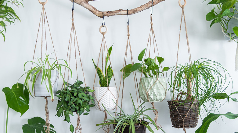 hanging indoor plants