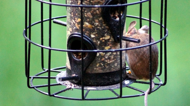 Mouse in bird feeder