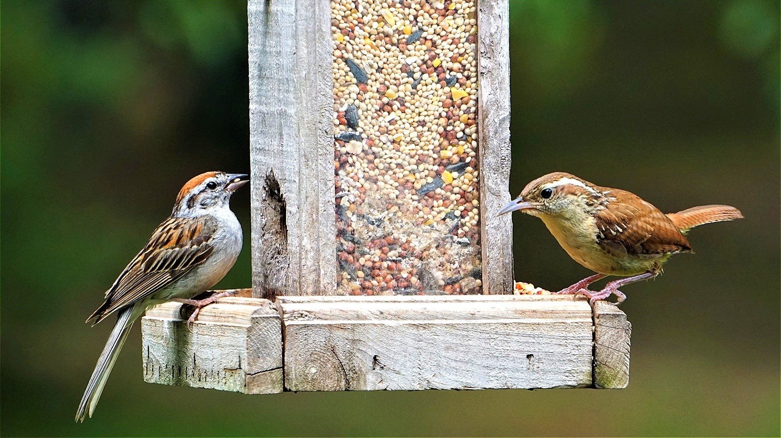 How to Keep Mice and Rats Away from Bird Feeders