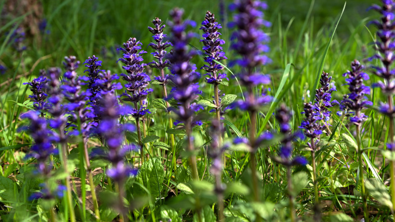 Ajuga blooming