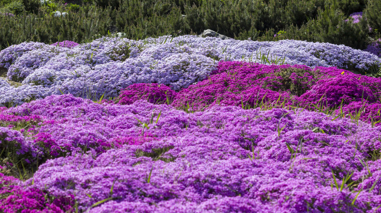 flowering creeping phlox