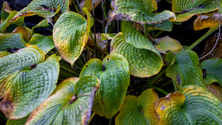 Damaged hosta leaves that are yellow and brown on edges