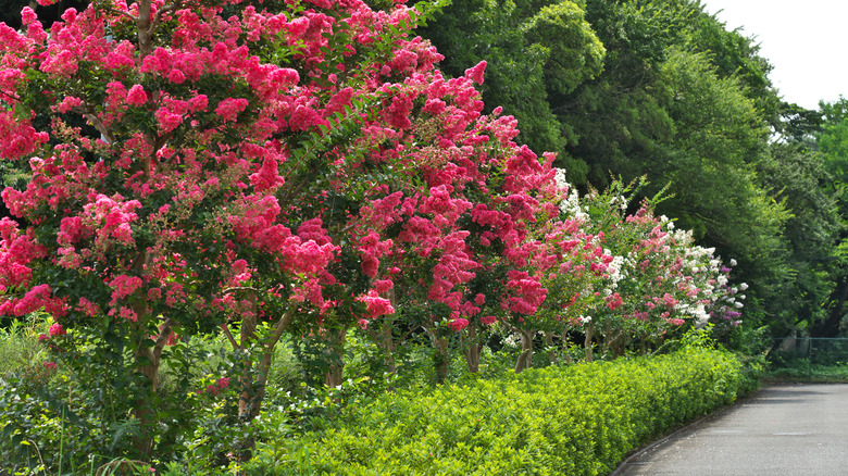 Crepe myrtles in a landscaped space