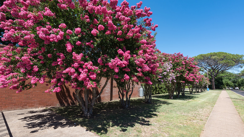 Large crepe myrtles with full canopies that provide shade