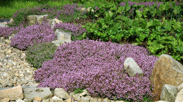 Creeping thyme grows on rocks in garden