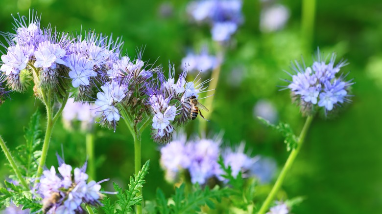 Phacelia flowers grow in a garden