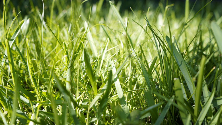 St. Augustine grass close up