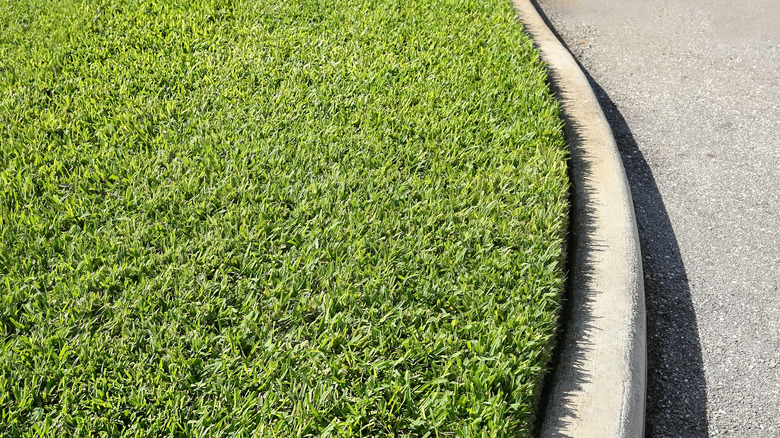 St. Augustine grass patch