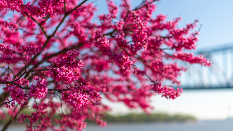 pink flowers of eastern redbud