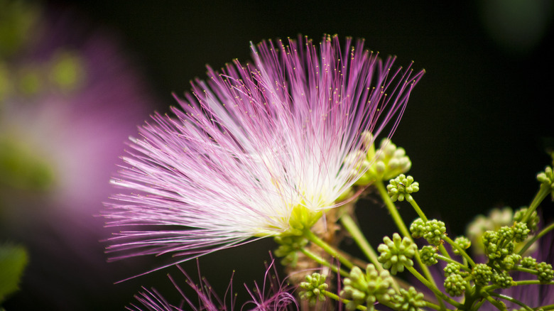 closeup of mimosa tree flower