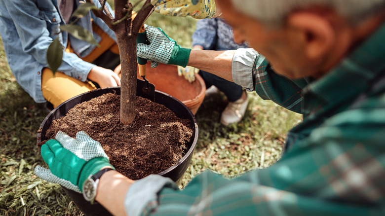 person planting tree in container 