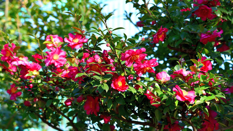 Camellia Sasanqua bushes in bloom