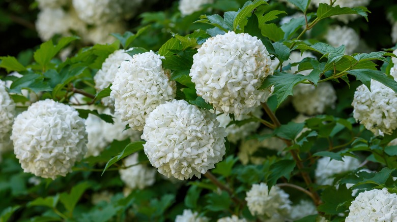 Flowering snowball viburnum