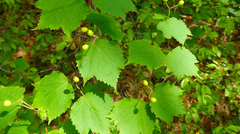 mapleleaf viburnum 