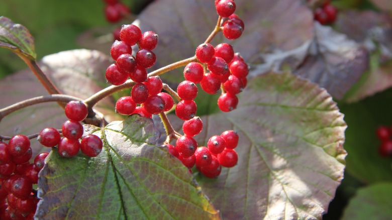 Linden viburnum berries