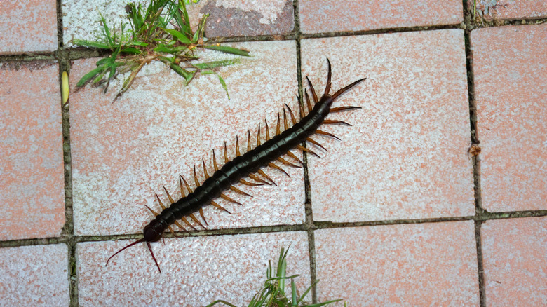 Centipede in home